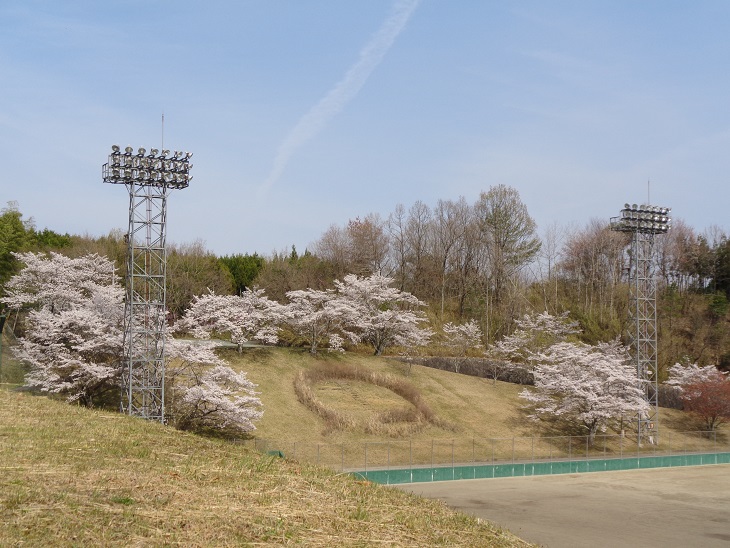 運動公園の桜が満開です